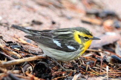 Blackburnian Warbler