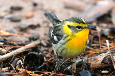 Blackburnian Warbler