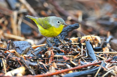 Nashville Warbler