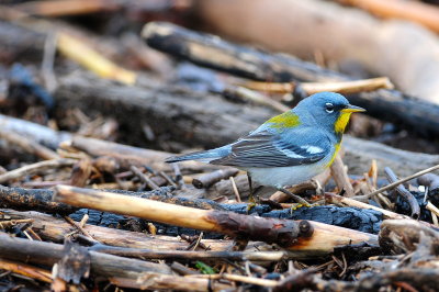 Northern Parula male on fallen branches