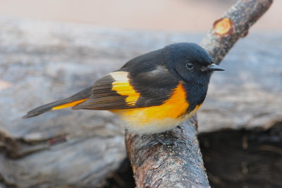 American Redstart