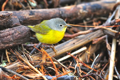 Nashville Warbler