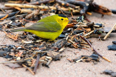 Wilson's Warbler