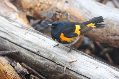 American Redstart