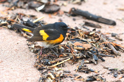 American Redstart