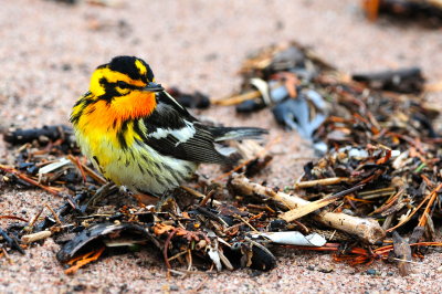Blackburnian Warbler