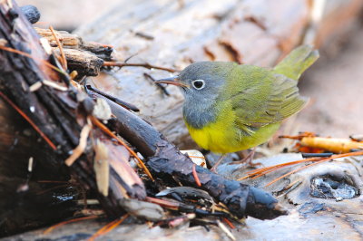 Connecticut Warbler