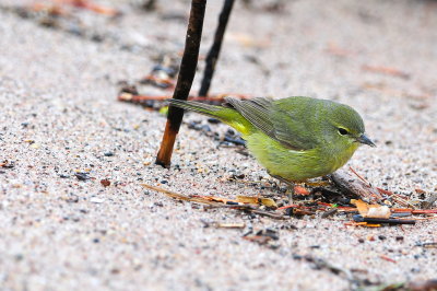 Orange-crowned Warbler