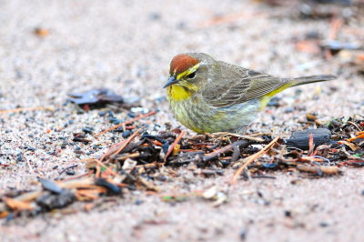 Palm Warbler