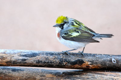 Chestnut-sided Warbler