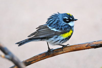 Yellow-rumped Warbler
