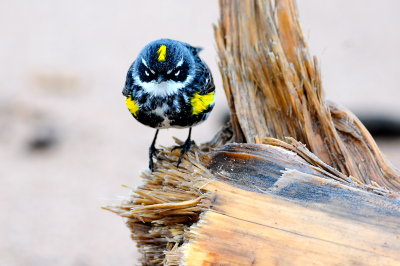 Yellow-rumped Warbler