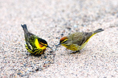 Cape May Warbler and Palm Warbler