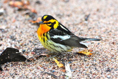 Blackburnian Warbler