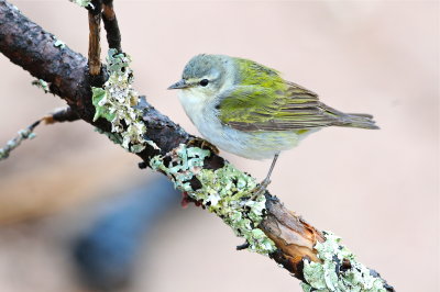 Tennessee Warbler