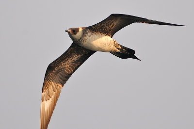 Parasitic Jaeger (third-cycle #3)