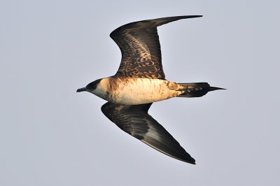 Parasitic Jaeger (third-cycle #3)