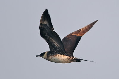 Parasitic Jaeger (third-cycle #3)