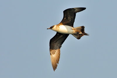 Parasitic Jaeger (third-cycle #2)