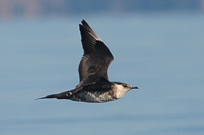 Parasitic Jaeger (third-cycle #7)
