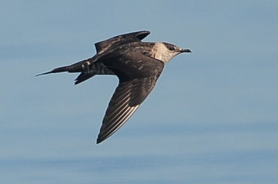 Parasitic Jaeger (third-cycle #7)