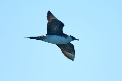 Parasitic Jaeger (third-cycle #6)