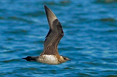Parasitic Jaeger (third-cycle #7)
