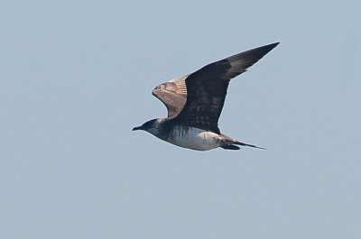 Parasitic Jaeger (third-cycle #8)