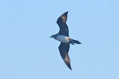 Parasitic Jaeger (third-cycle #8)