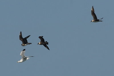 Parasitic Jaeger (three third-cycles chasing Ring-billed Gull)