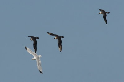 Parasitic Jaeger  (three third-cycles chasing Ring-billed Gull)