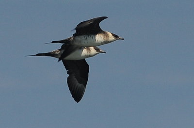 Parasitic Jaeger (third-cycle #1 and third-cycle #2)