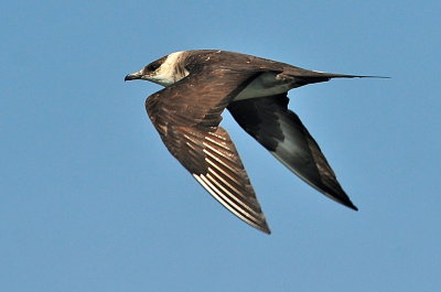 Parasitic Jaeger (third-cycle #2)