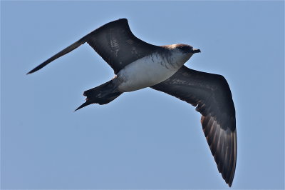 Parasitic Jaeger (third-cycle #2)