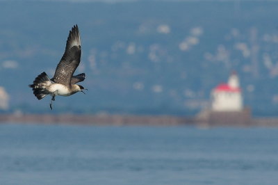 Parasitic Jaeger (third-cycle #4)