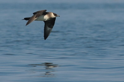 Parasitic Jaeger (third-cycle #4)