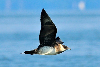 Parasitic Jaeger (third-cycle #4)