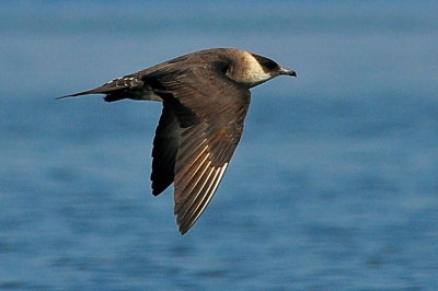 Parasitic Jaeger (third-cycle #4)