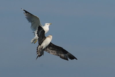 Parasitic Jaeger (third-cycle #2) chasing Ring-billed Gull