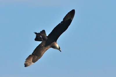 Parasitic Jaeger (third-cycle #2)