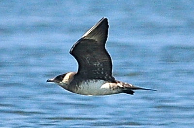 Parasitic Jaeger (third-cycle #9)