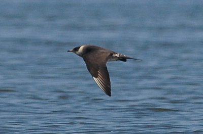 Parasitic Jaeger (third-cycle #9)