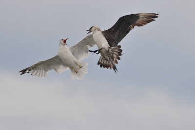 Parasitic Jaeger (third-cycle #2)