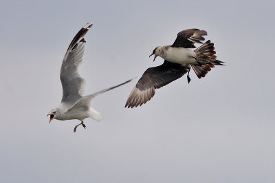 Parasitic Jaeger (third-cycle #2)