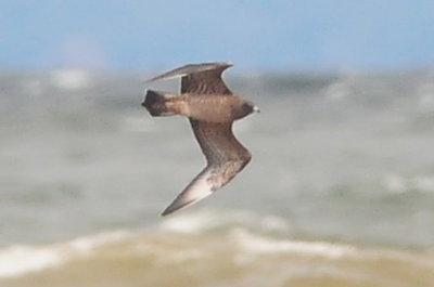 Parasitic Jaeger (intermediate juvenile #2)
