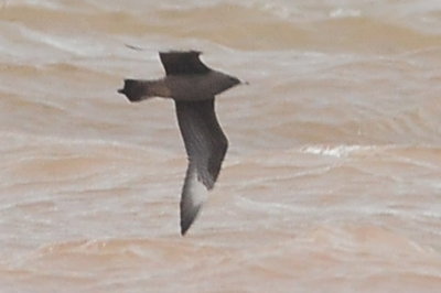 Parasitic Jaeger (intermediate juvenile #1)