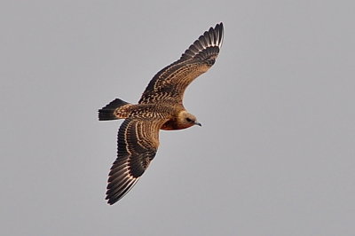 Parasitic Jaeger (light juvenile #1)