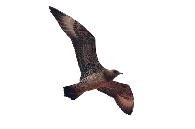 Parasitic Jaeger (light juvenile #1)