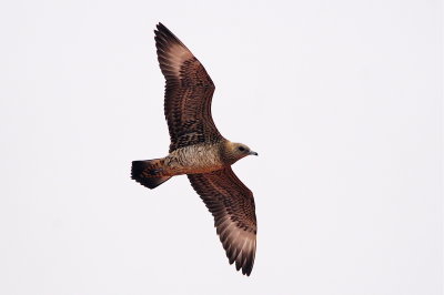 Parasitic Jaeger (light juvenile #1)