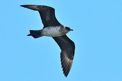 Parasitic Jaeger (third-cycle #1)